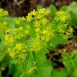 Alchemilla monticola Λουλούδι