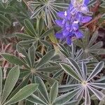 Lupinus cosentinii Лист