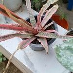 Cryptanthus zonatusبرگ