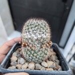 Mammillaria columbiana Azala