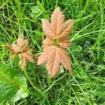 Acer spicatum Blatt