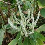 Colebrookea oppositifolia Flower