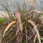 Pennisetum setaceumKukka