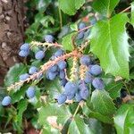 Berberis aquifoliumFruct