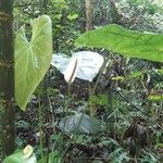 Anthurium formosum Blad