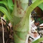 Catasetum maculatum Costuma