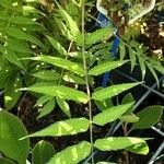 Sorbaria sorbifolia Лист