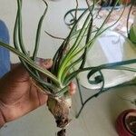 Tillandsia bulbosa Blad