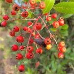 Photinia arbutifoliaFruit