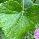 Pericallis steetzii Hoja