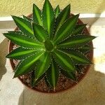 Agave lophantha Листок