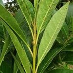 Citharexylum donnell-smithii Leaf