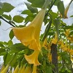 Brugmansia × candida Blomma