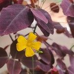 Oxalis hedysaroides Flor