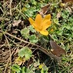 Crocus flavus Flower