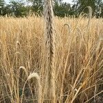 Secale cereale Hostoa