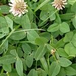 Trifolium fragiferum Yaprak