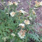 Phacelia distans Elinympäristö