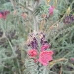 Echium angustifolium Flower