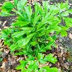 Caryota mitis Blad