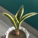 Dracaena stuckyi Yaprak