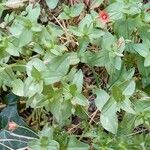 Lysimachia arvensis Habit