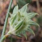 Onobrychis aequidentata 果実