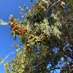 Calocedrus decurrens Leht