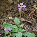 Clarkia rhomboidea Habitus