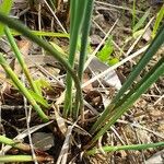Juncus usitatus Hostoa