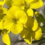 Erysimum jugicola Flower