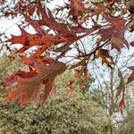 Quercus palustris Levél