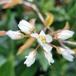 Amelanchier × lamarckii 花