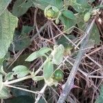 Silene baccifera Fruto