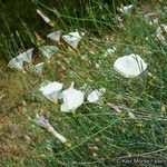 Calystegia longipes Агульны выгляд