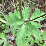 Aquilegia pyrenaica Blatt