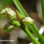 Chamorchis alpina Fruct