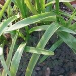 Nerine undulata Leaf