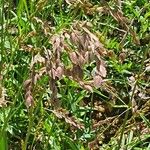 Eragrostis superba Cvet