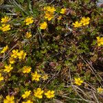 Potentilla verna Habitus