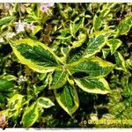 Weigela florida Yaprak