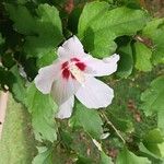 Hibiscus syriacusFlower