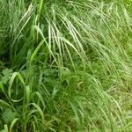 Bromus sterilis पत्ता