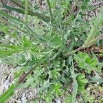 Lactuca perennis Leaf