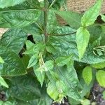 Epilobium montanum Leaf