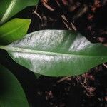 Rhizophora mangle Blatt