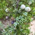 Juniperus macrocarpa Vrucht