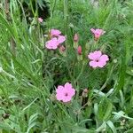 Gypsophila vaccaria عادت