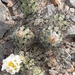 Tephrocactus alexanderi Hábito
