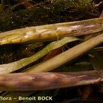 Zostera noltii Annet